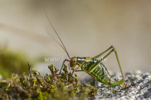 Fokus-Natur Bild