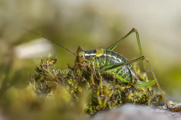 Fokus-Natur Bild