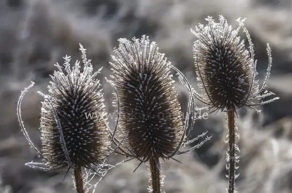 Fokus-Natur Bild