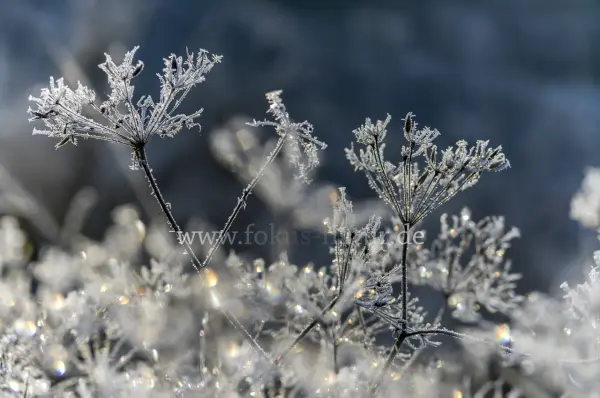 Fokus-Natur Bild