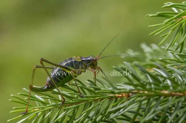 Fokus-Natur Bild