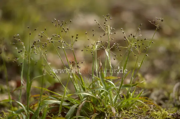 Fokus-Natur Bild