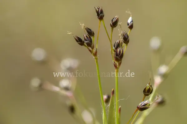 Fokus-Natur Bild