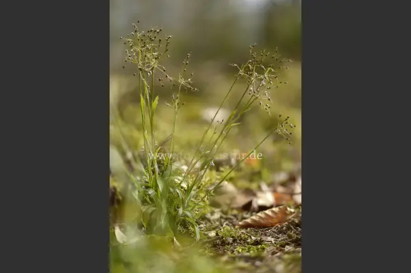Fokus-Natur Bild