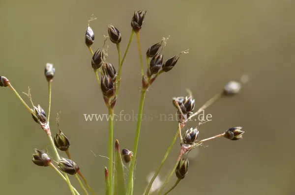 Fokus-Natur Bild