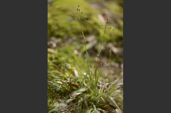Fokus-Natur Bild