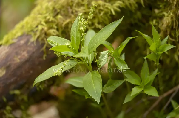 Fokus-Natur Bild