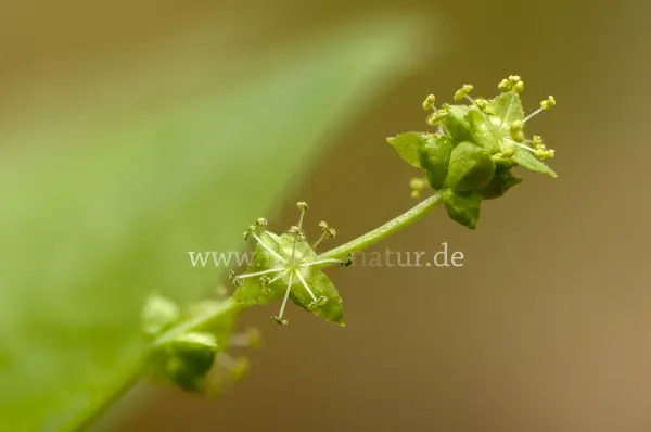 Fokus-Natur Bild