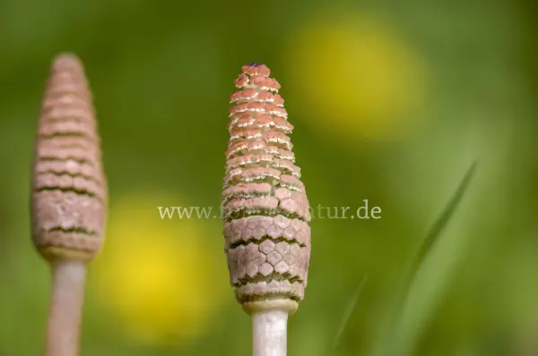 Fokus-Natur Bild