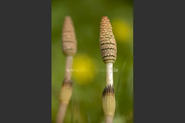 Fokus-Natur Bild