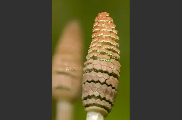 Fokus-Natur Bild