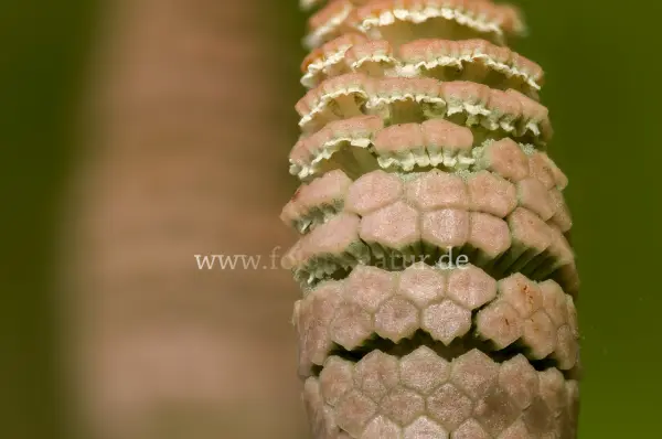 Fokus-Natur Bild