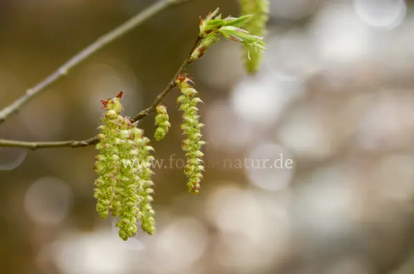Fokus-Natur Bild