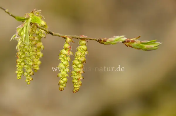 Fokus-Natur Bild