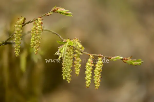 Fokus-Natur Bild