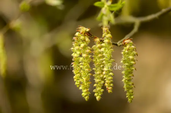 Fokus-Natur Bild