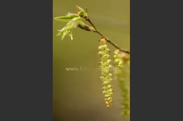 Fokus-Natur Bild