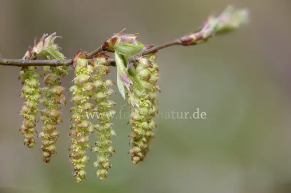Fokus-Natur Bild