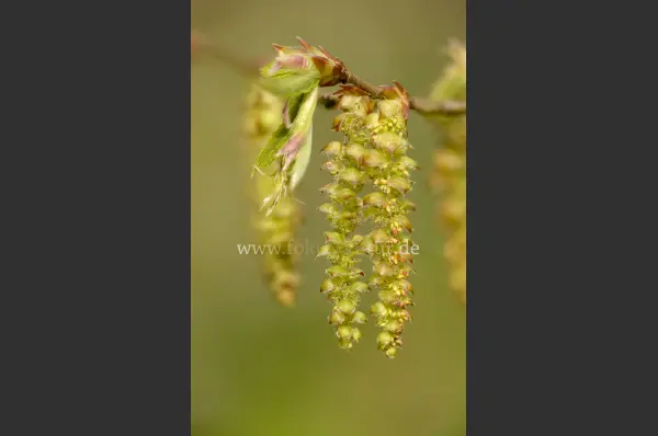 Fokus-Natur Bild