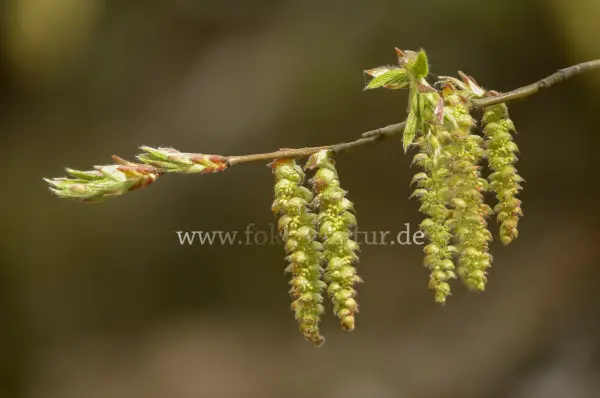 Fokus-Natur Bild