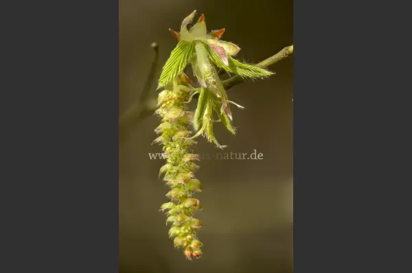 Fokus-Natur Bild
