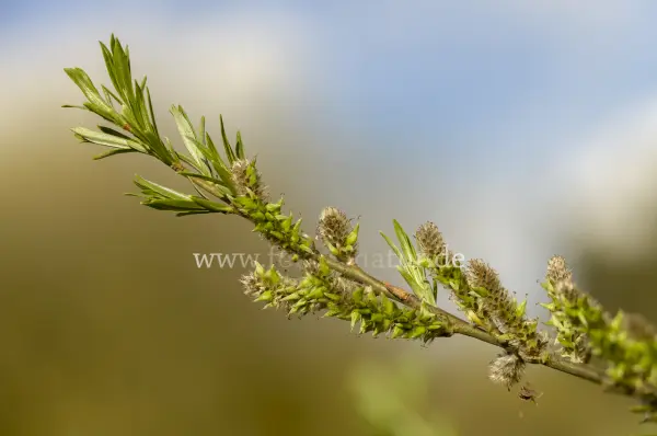 Fokus-Natur Bild