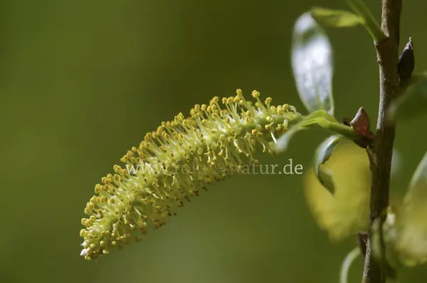 Fokus-Natur Bild