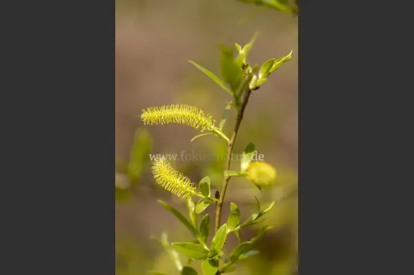 Fokus-Natur Bild