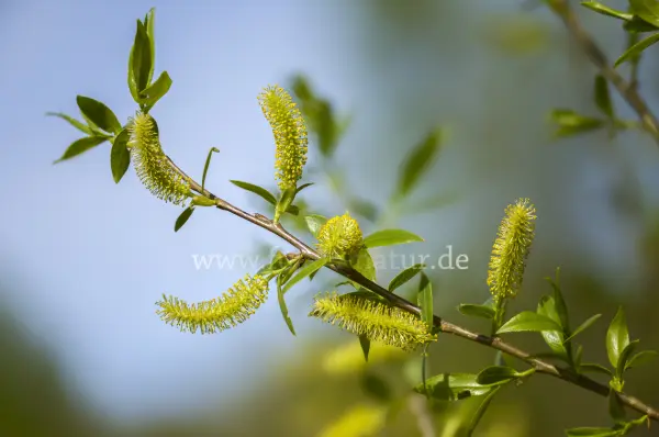 Fokus-Natur Bild