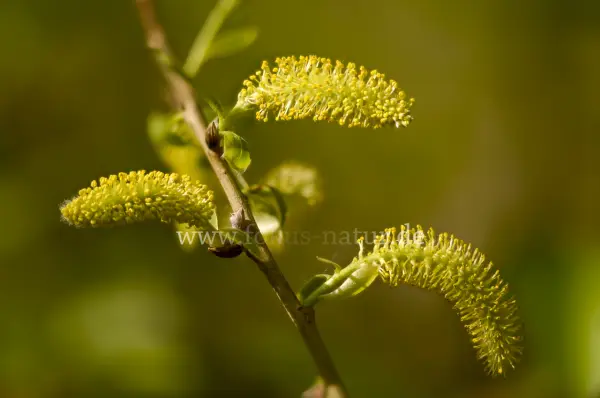 Fokus-Natur Bild