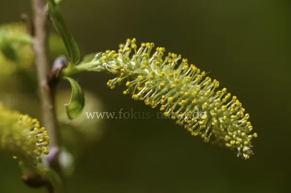 Fokus-Natur Bild
