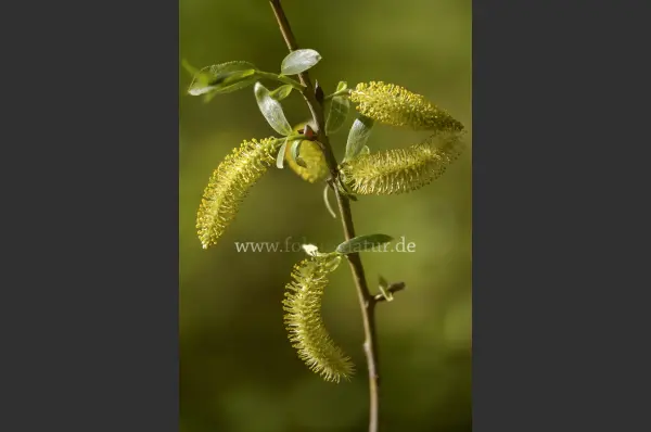 Fokus-Natur Bild