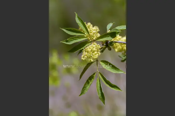 Fokus-Natur Bild