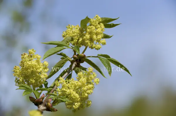 Fokus-Natur Bild