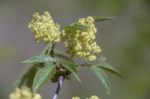 Fokus-Natur Bild