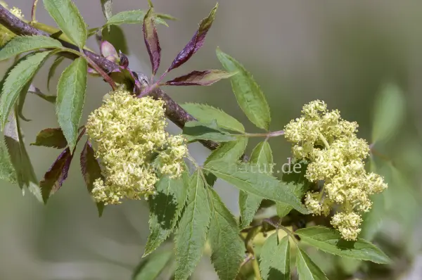 Fokus-Natur Bild