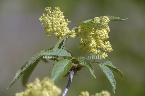 Fokus-Natur Bild