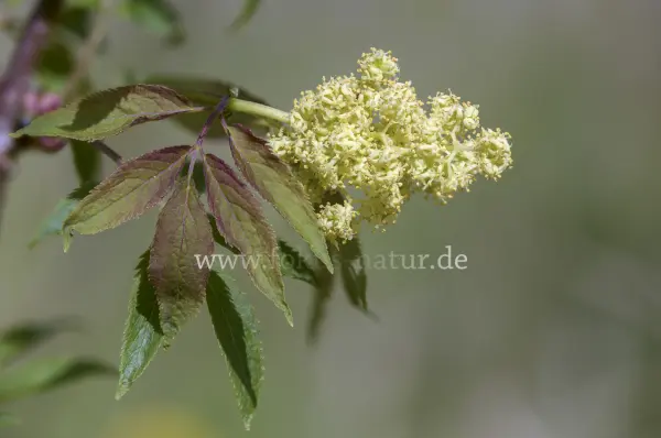 Fokus-Natur Bild