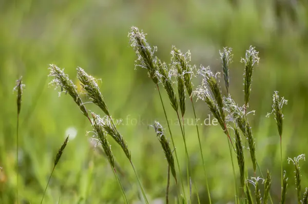 Fokus-Natur Bild