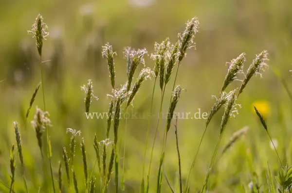 Fokus-Natur Bild