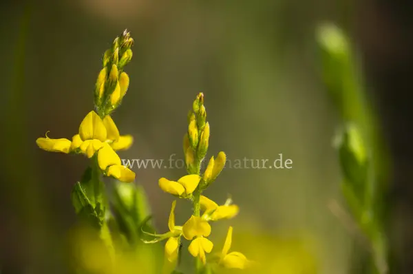 Fokus-Natur Bild