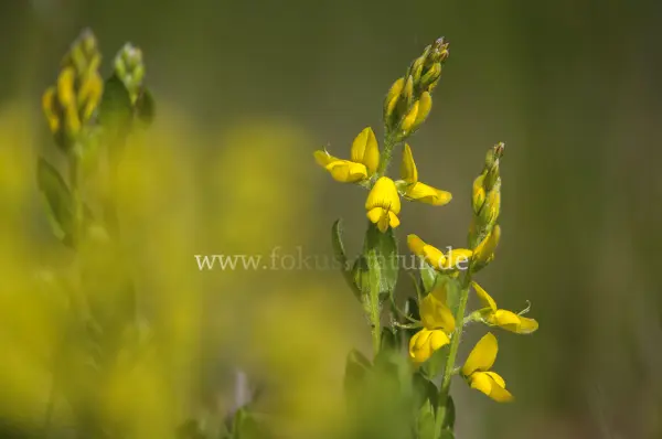 Fokus-Natur Bild