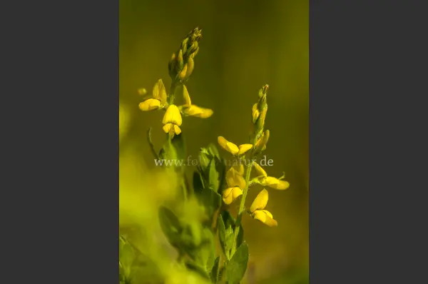 Fokus-Natur Bild