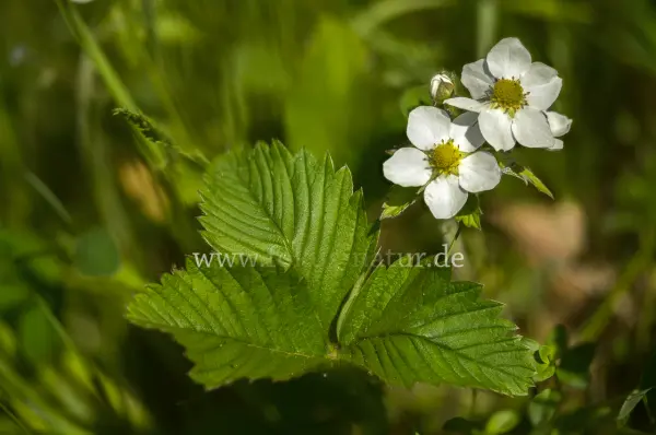 Fokus-Natur Bild