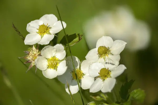 Fokus-Natur Bild