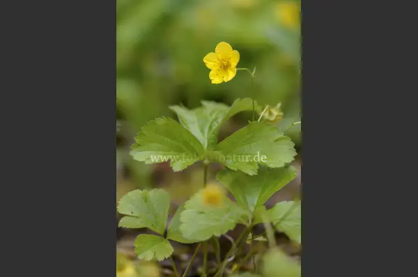 Fokus-Natur Bild