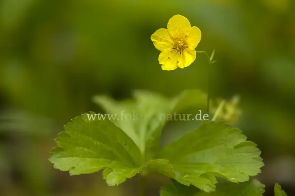 Fokus-Natur Bild