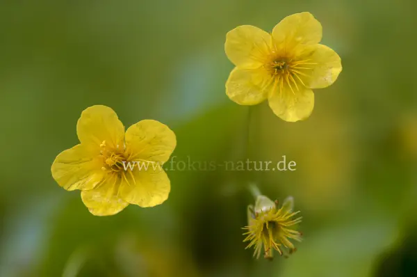 Fokus-Natur Bild