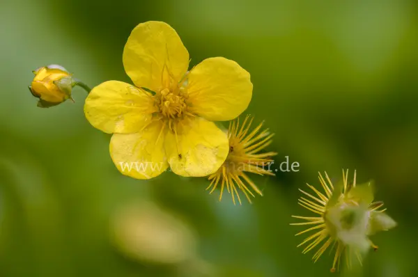 Fokus-Natur Bild