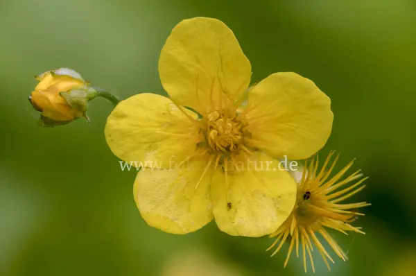 Fokus-Natur Bild